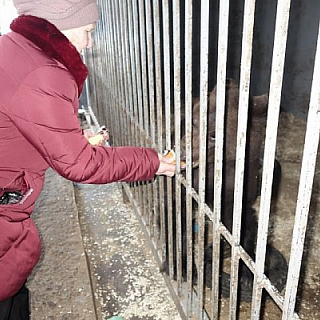 Судьба медведя: спасенный из борского леса Мишутка встретил первый день рождения 4