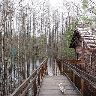 В Керженском заповеднике затопило избушку Бабы Яги 5