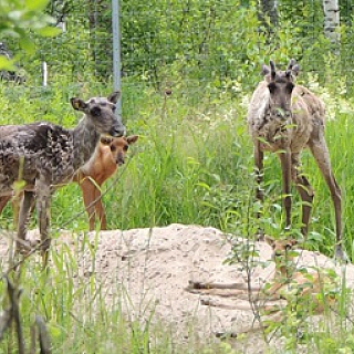 Шестой северный олененок родился в Керженском заповеднике 3