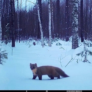 Дикие животные борского заповедника 3