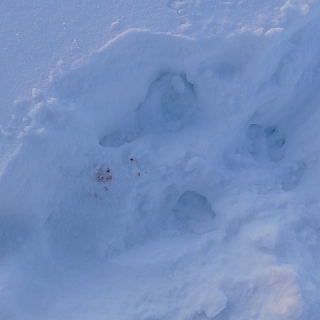 Первый этап зимнего маршрутного учета млекопитающих проведен в Керженском заповеднике 3