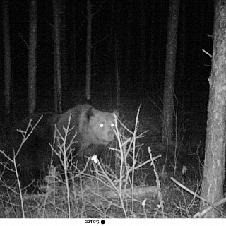 В Керженском заповеднике медведь восемь дней ел лося 3