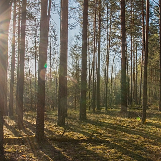 Весна, первоцветы и глухари 2