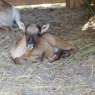 Северный олененок родился в Керженском заповеднике 3