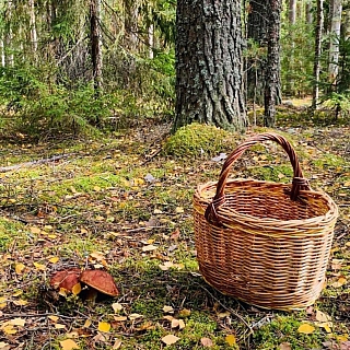 Министр здравоохранения собирал грибы на Бору 3