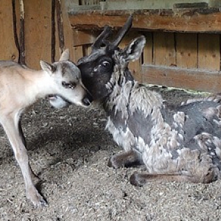 Шестой северный олененок родился в Керженском заповеднике 5