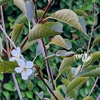 Аномалии на Бору 1