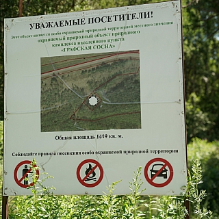 В окрестностях деревни Шехонка растет сосна необычной формы 3