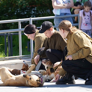 На Бору состоялся II областной фестиваль «Фронтовая собака» 2