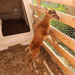 Создатели оленьей фермы на Бору планируют открыть эко-парк 2