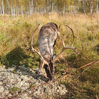 У оленей, проживающих в вольерных комплексах Керженского заповедника, начался гон – период свадеб 5