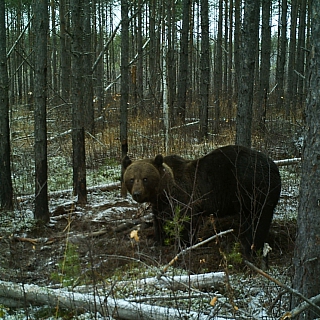 Керженский заповедник показал удивительные кадры 3