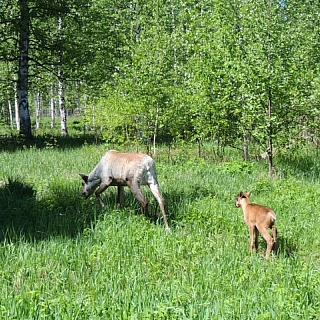 Керженский заповедник ищет имя для оленёнка 2