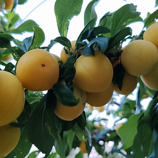 У борчанина в саду настоящий рай 4