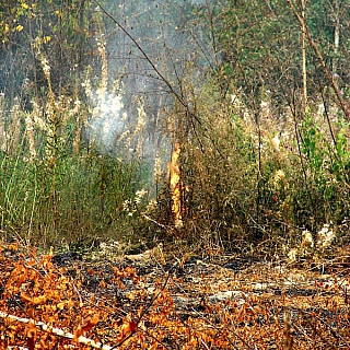 В городе Бор yстановлен полный запрет на посещение лесов 2