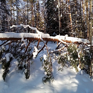 Лоси гуляют по насту в Керженском заповеднике 2