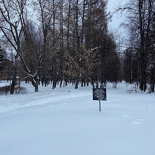 Нужно ли благоустройство городского парка на Бору? 2