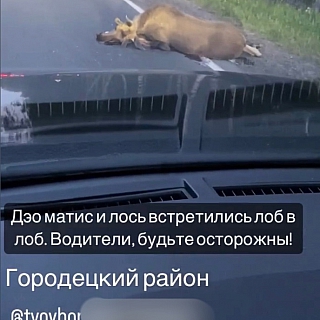 В Борском районе были замечены лоси 1