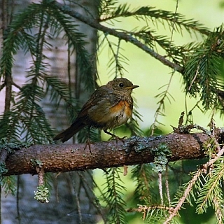 Подходит к концу очередной сезон учетов птиц в Керженском заповеднике 9