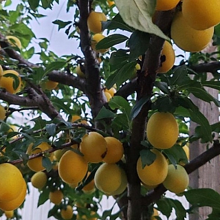 У борчанина в саду настоящий рай 6