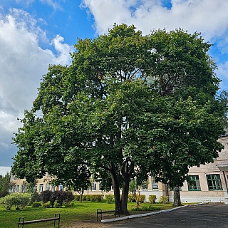 История главного борского клёна осенью 2023 года 1