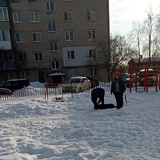 В Неклюдово начали отлавливать бездомных собак 3