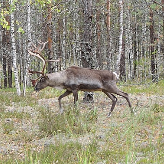 У оленей, проживающих в вольерных комплексах Керженского заповедника, начался гон – период свадеб 3