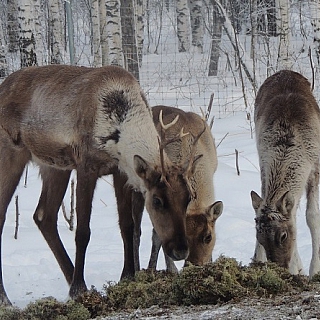 Февральские зарисовки из жизни северных оленей в Керженском заповеднике 3