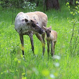 Пять лесных северных оленят родились в Керженском заповеднике 1