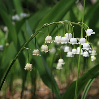 Фенологическое лето наступило в Керженском заповеднике 4
