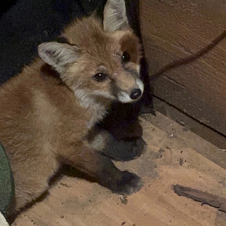 Лисенок пришёл к борчанам 1