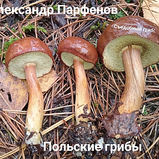 Полезная новость про борские грибы 2