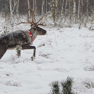 Первые лесные северные олени выпущены в Керженский заповедник 3