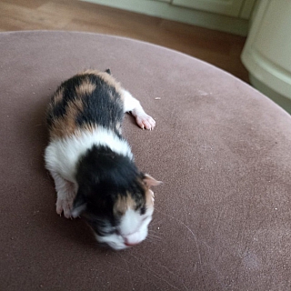 На Бору встретились человеческое бессердечие и доброта 2