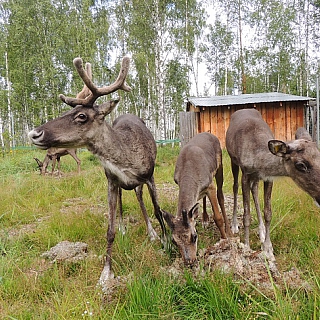 Второй в этом году северный олененок родился в Керженском заповеднике 3