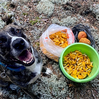 Борчане проверили лес на грибы 1