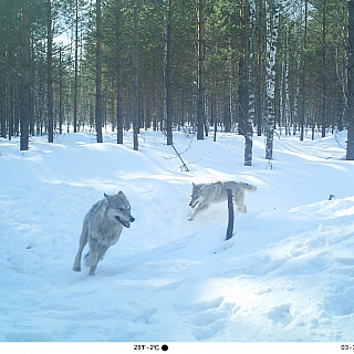 Дикие символы года обитают в Керженском заповеднике 1