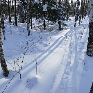 Первый этап зимнего маршрутного учета млекопитающих проведен в Керженском заповеднике 5