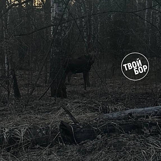 На Бору по трассе к Семенову были замечены лоси 3