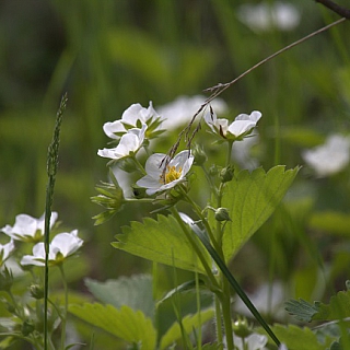 Фенологическое лето наступило в Керженском заповеднике 2