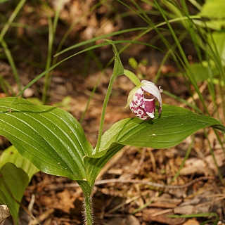 Ботанические новости Керженского заповедника 2