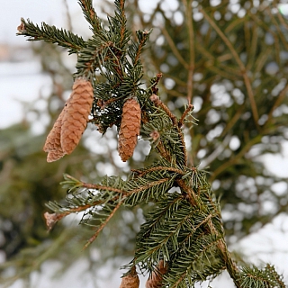 Открылся ёлочный базар рядом с рынком 2