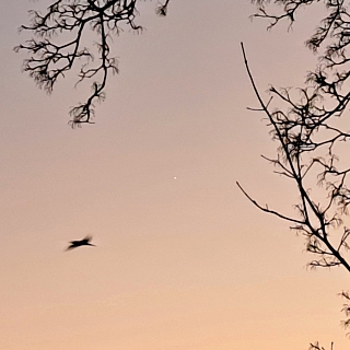 Борчане в вечернем небе смогут разглядеть Венеру 4