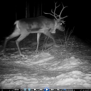 Первые лесные северные олени выпущены в Керженский заповедник 2