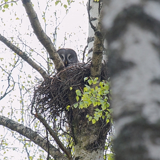 В Борском районе найдено жилое гнездо редкой краснокнижной совы 1
