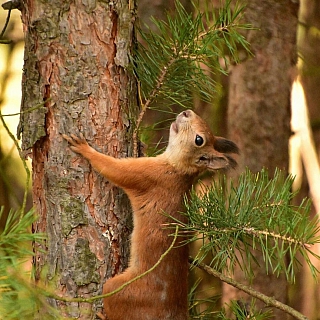 Итоги 2019 года: номинация "Чудо природы" 2