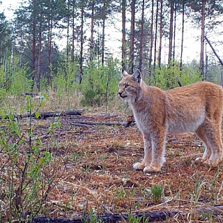 Фотоловушки засняли медведя и рысь в Керженском заповеднике 2