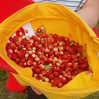 В Нижегородской области начался сезон земляники 2