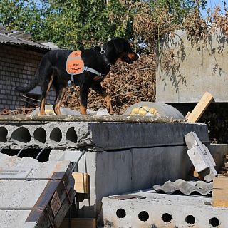 Рухнувший дом, поиск и спасение людей из-под завалов: завершился первый день Всероссийских сборов спасателей на Бору 1
