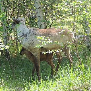 Керженский заповедник ищет имя для оленёнка 1